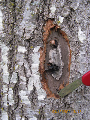 Oak Wilt fungal spore  mat