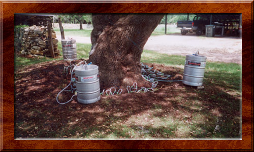 Macro Flare Root Injection of large live oak tre