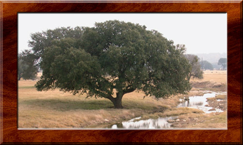 Magnificent live oak near Driftwood, Texa