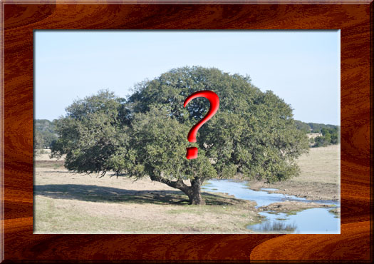 qmarktree_framed